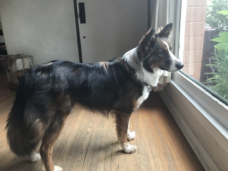 Cora, an Australian Cattle Dog and Australian Shepherd mix tested with EmbarkVet.com