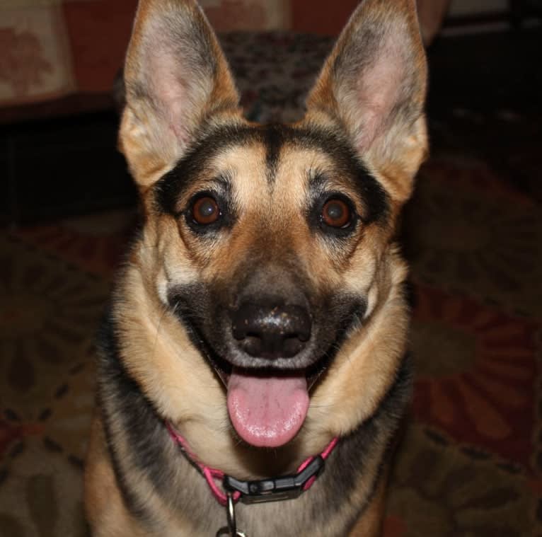 Shadow, a German Shepherd Dog and Chihuahua mix tested with EmbarkVet.com