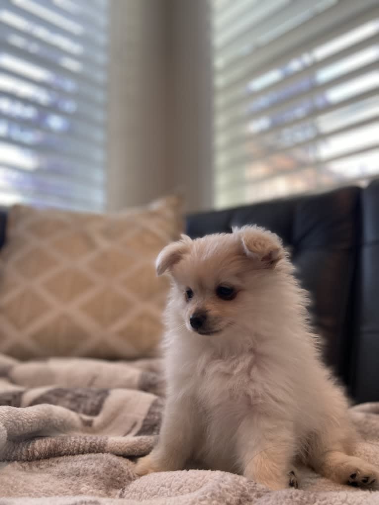 Kai, a Pomeranian tested with EmbarkVet.com