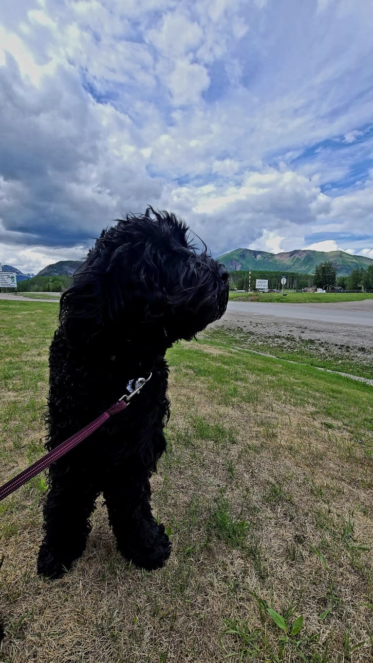 Raven, a Black Russian Terrier tested with EmbarkVet.com