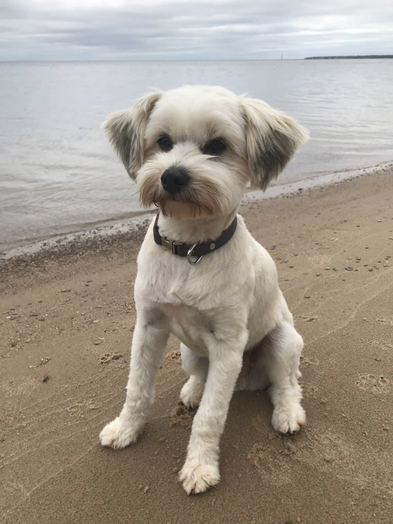 Louis Jay, a Pomeranian and Yorkshire Terrier mix tested with EmbarkVet.com