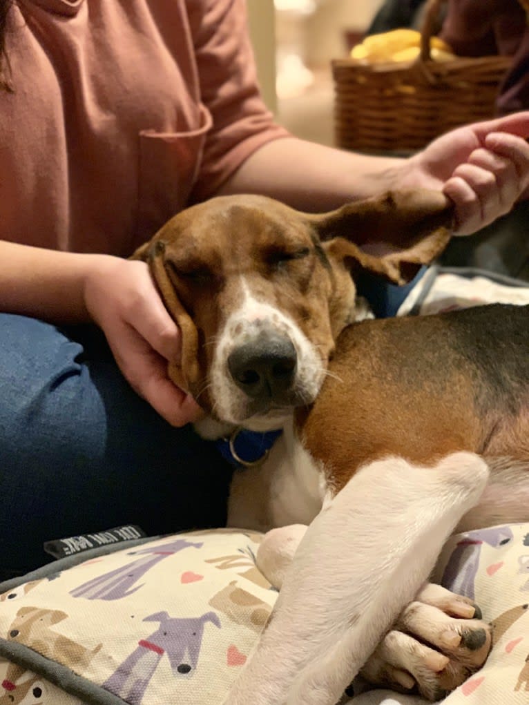 Roxy, a Treeing Walker Coonhound tested with EmbarkVet.com