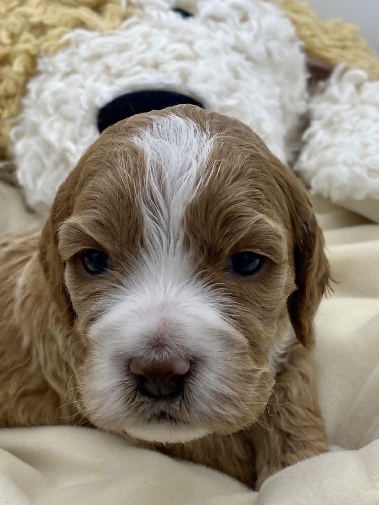 Maple, a Cockapoo tested with EmbarkVet.com