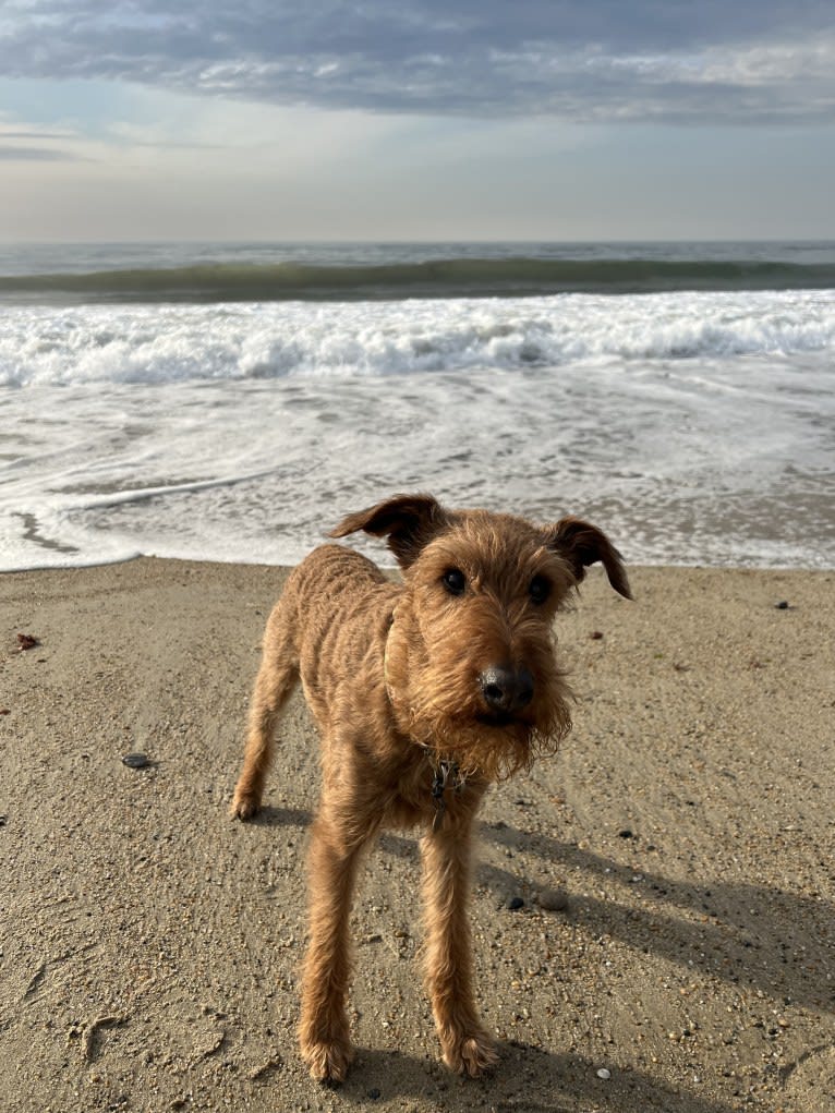 Finn, an Irish Terrier tested with EmbarkVet.com