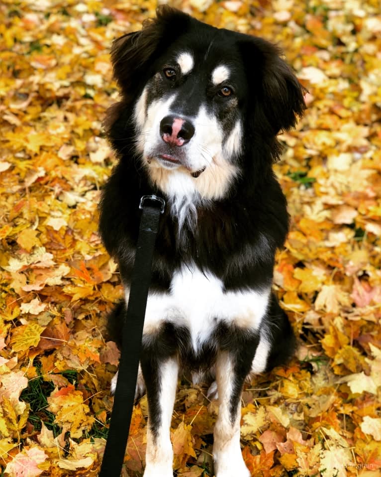 Hodor, a Tibetan Mastiff and German Shepherd Dog mix tested with EmbarkVet.com