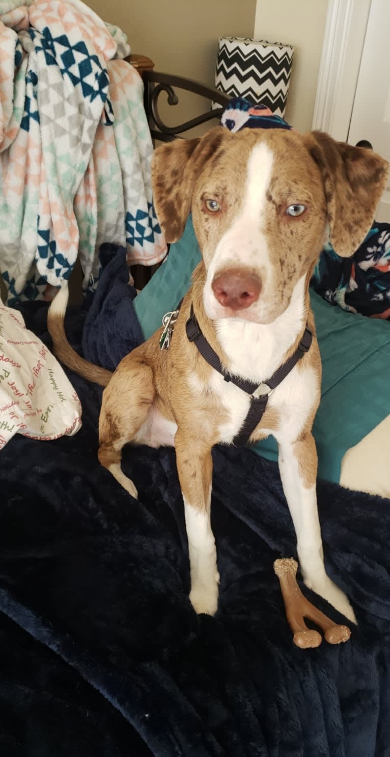 Theodore, a Labrador Retriever and Catahoula Leopard Dog mix tested with EmbarkVet.com