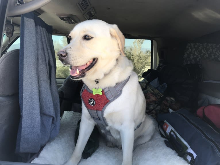 Barley, a Siberian Husky and Labrador Retriever mix tested with EmbarkVet.com