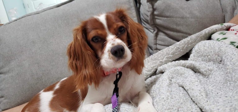 Rosie, a Cavalier King Charles Spaniel (8.4% unresolved) tested with EmbarkVet.com