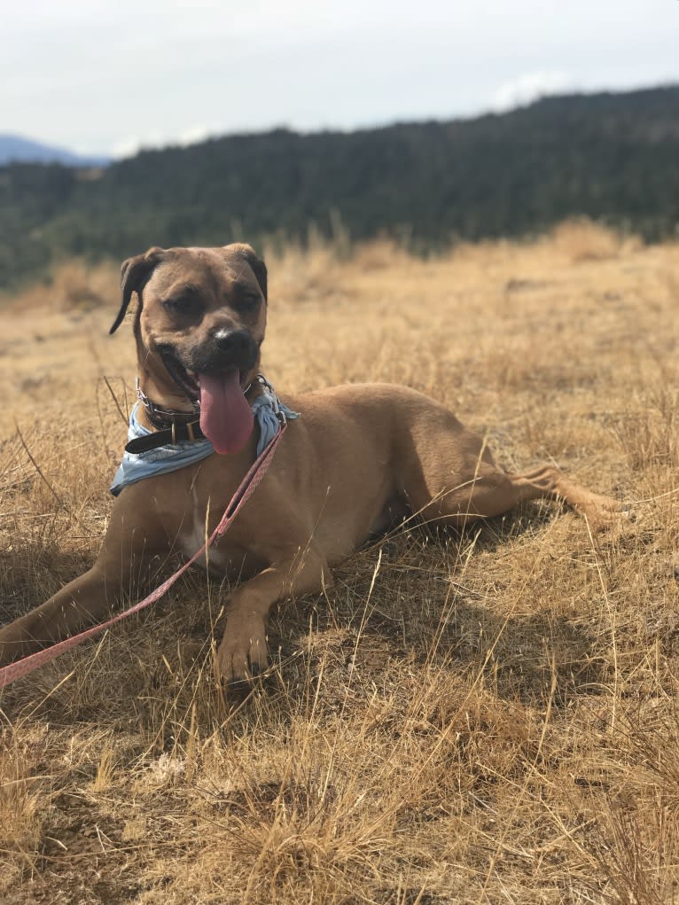 Piper, a Perro de Presa Canario and Rottweiler mix tested with EmbarkVet.com