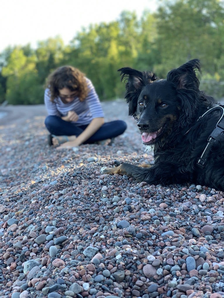 Louie, an Australian Cattle Dog and English Shepherd mix tested with EmbarkVet.com