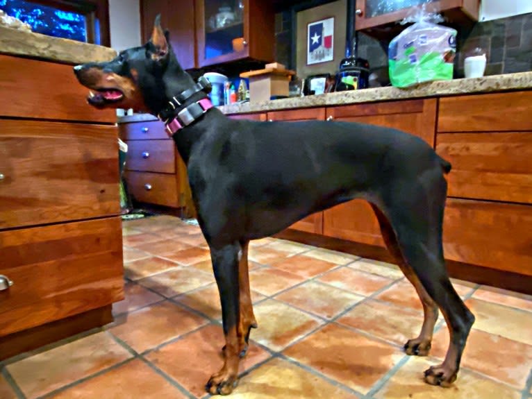 Lexie, a Doberman Pinscher tested with EmbarkVet.com