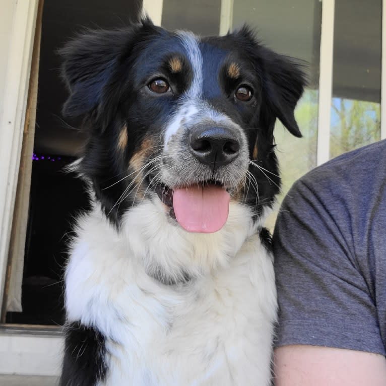 Maze, an Australian Shepherd tested with EmbarkVet.com