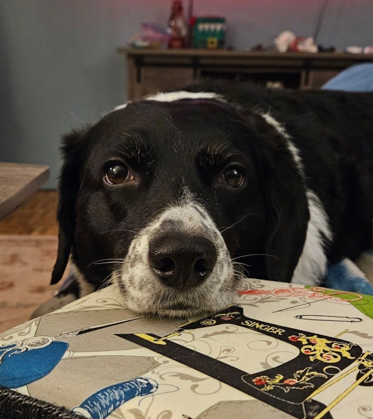 Sadie, a Beagle and Border Collie mix tested with EmbarkVet.com