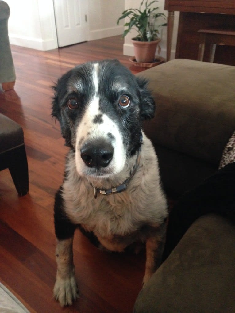 Dingo aka Mr D, a Border Collie and English Springer Spaniel mix tested with EmbarkVet.com