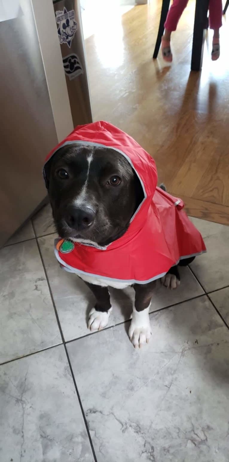 Connor, an American Bully and American Bulldog mix tested with EmbarkVet.com