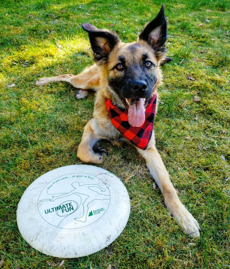 Lucy, a Formosan Mountain Dog tested with EmbarkVet.com