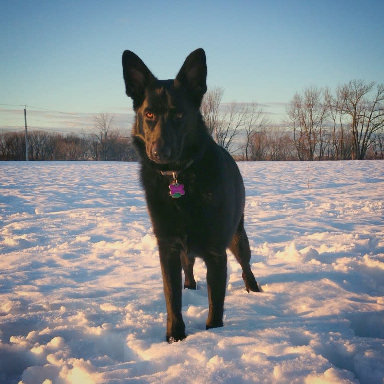 Selu-Wahya, a German Shepherd Dog tested with EmbarkVet.com