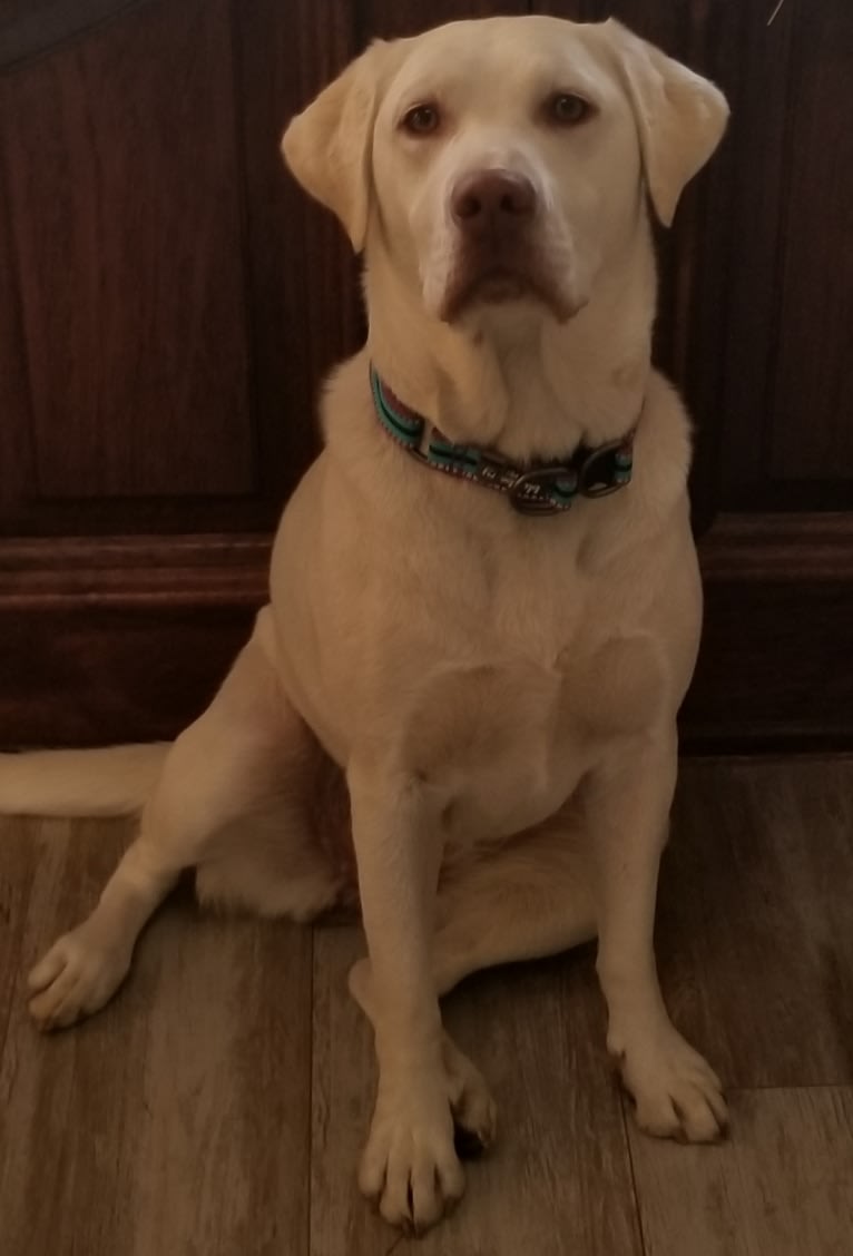 Leia, a Labrador Retriever tested with EmbarkVet.com