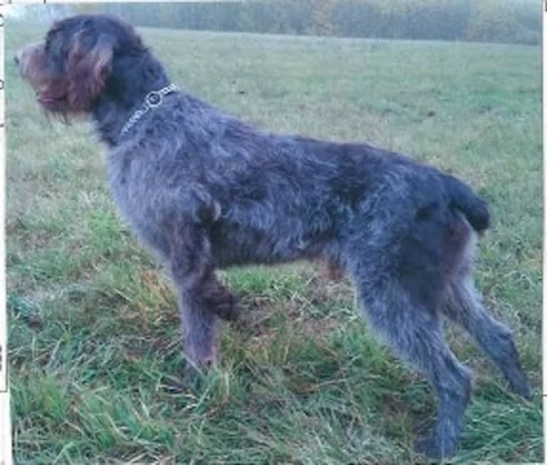 Andy od Kozamberka, a Cesky Fousek tested with EmbarkVet.com