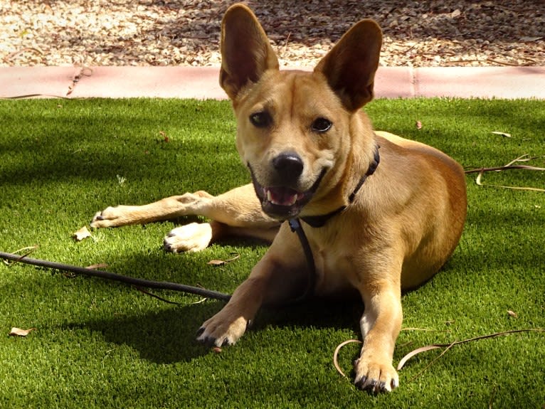 Bean, a Chow Chow and Chihuahua mix tested with EmbarkVet.com