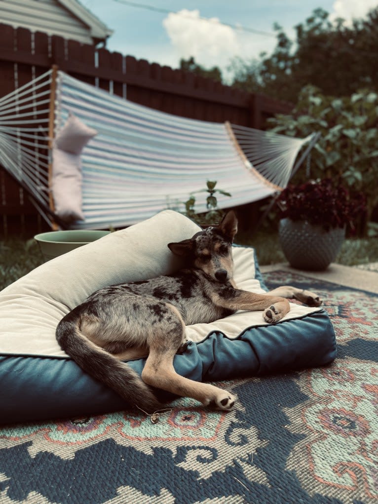 Cosmo, a Siberian Husky and German Shepherd Dog mix tested with EmbarkVet.com