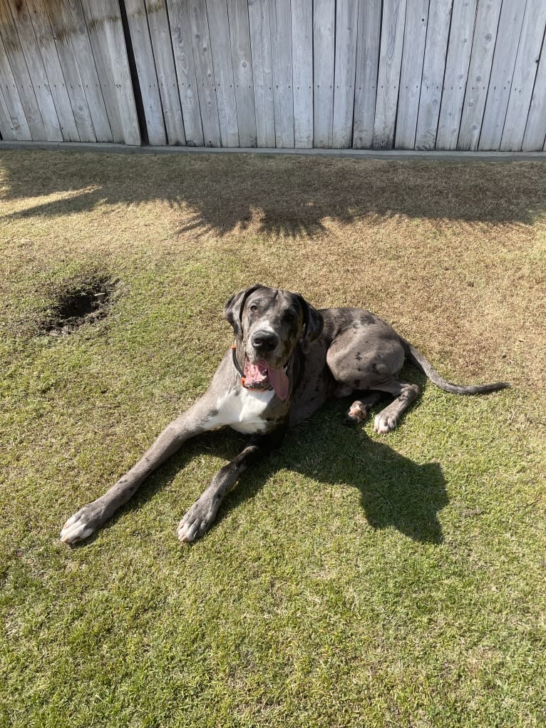 Blue, a Great Dane tested with EmbarkVet.com