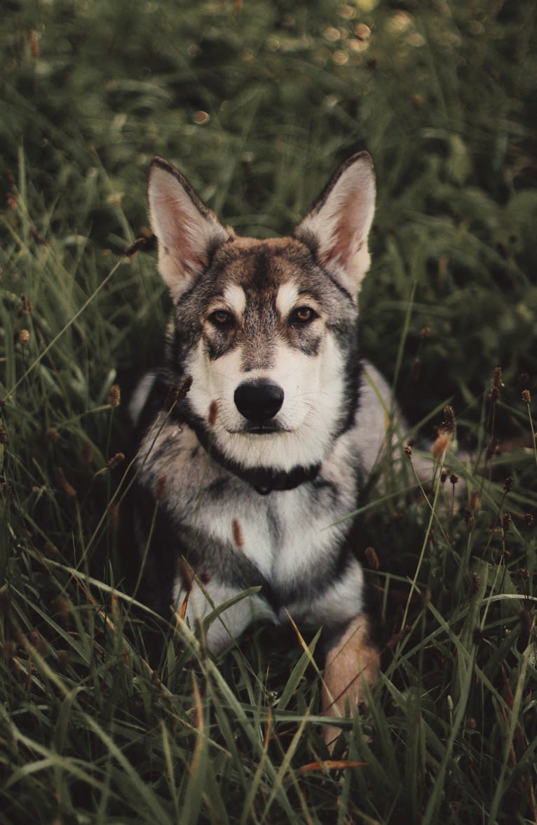 Oberon Wakanda Tachunga, a Saarloos Wolfdog tested with EmbarkVet.com