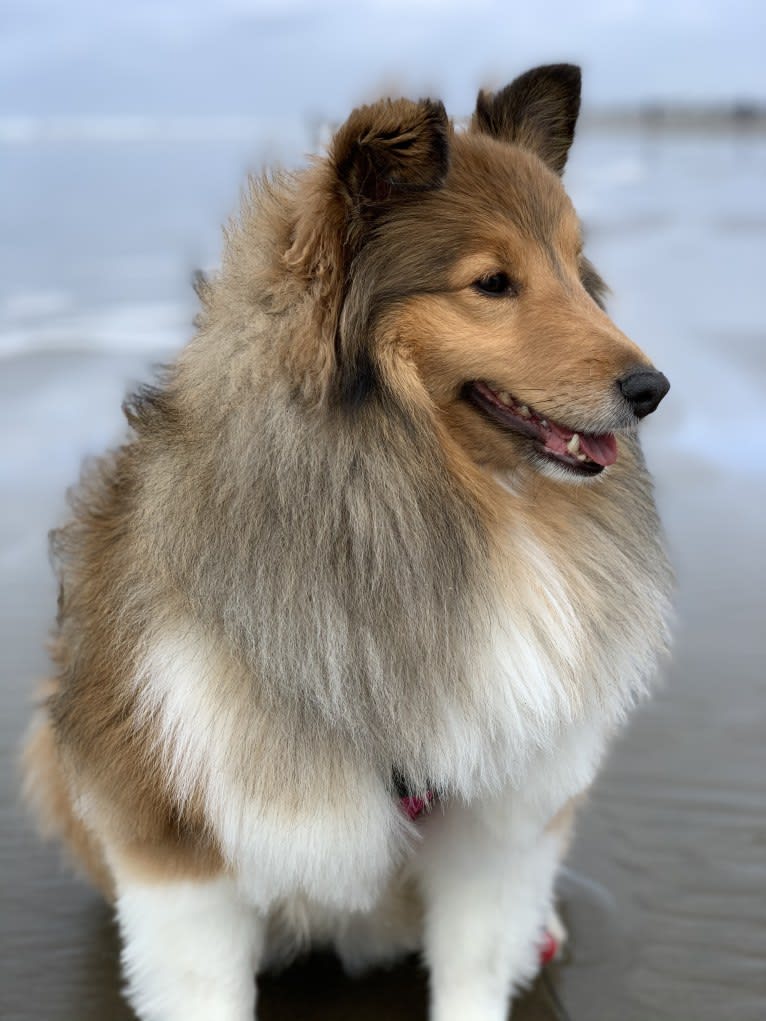Wynnie, a Shetland Sheepdog tested with EmbarkVet.com