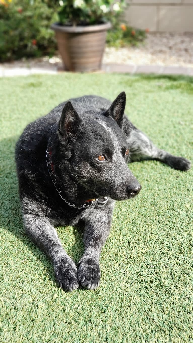 Max, an Australian Cattle Dog and Pug mix tested with EmbarkVet.com