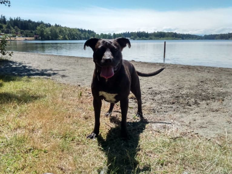 Luci Fur, an American Pit Bull Terrier and Rottweiler mix tested with EmbarkVet.com