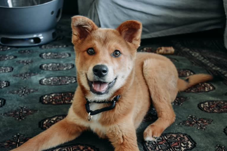 Maddox, an East Asian Village Dog tested with EmbarkVet.com