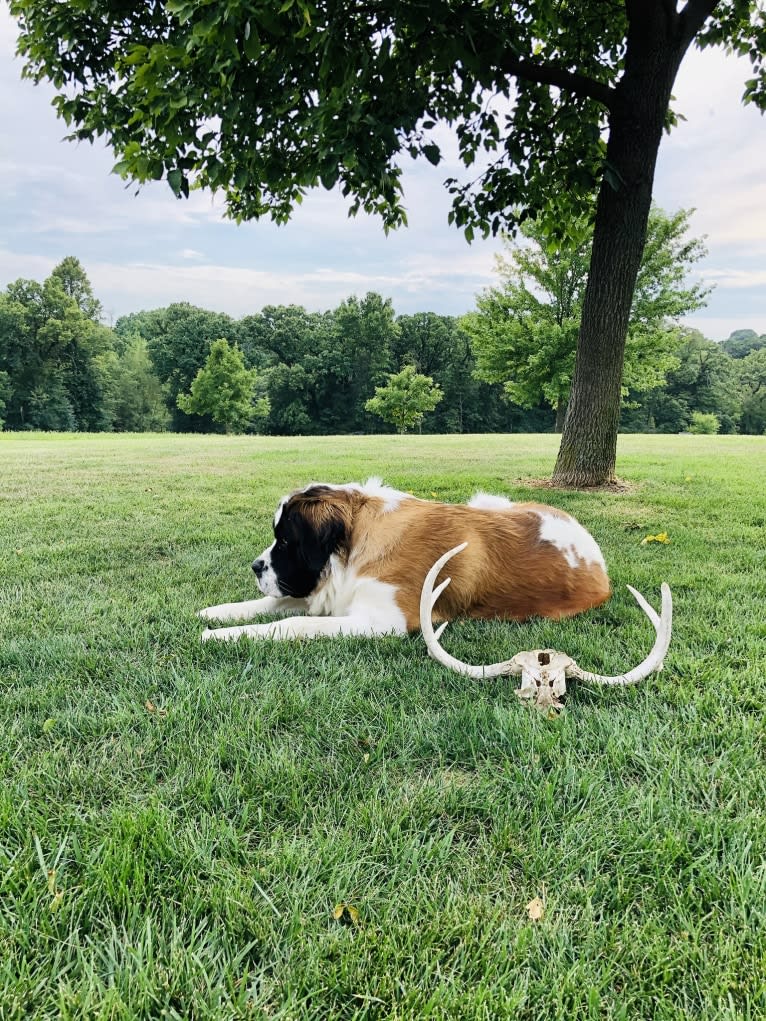 Sadie, a Saint Bernard tested with EmbarkVet.com