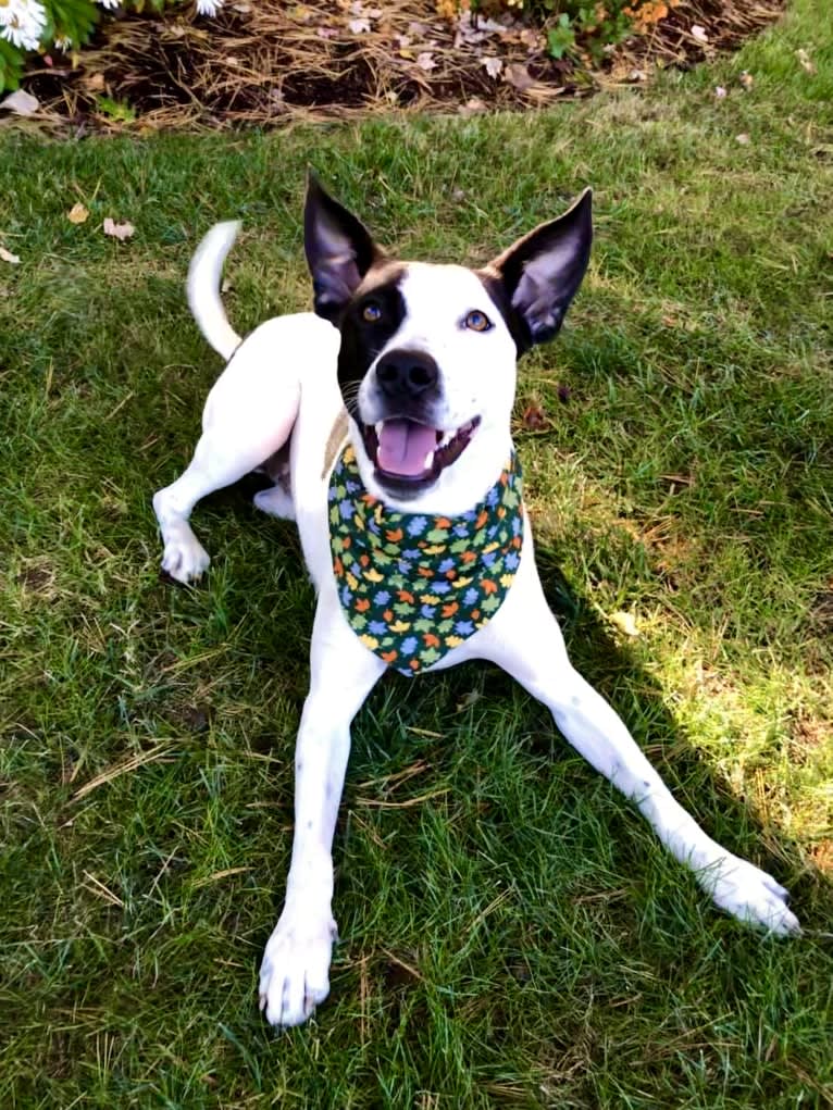 Merlin, an American Staffordshire Terrier and Australian Cattle Dog mix tested with EmbarkVet.com