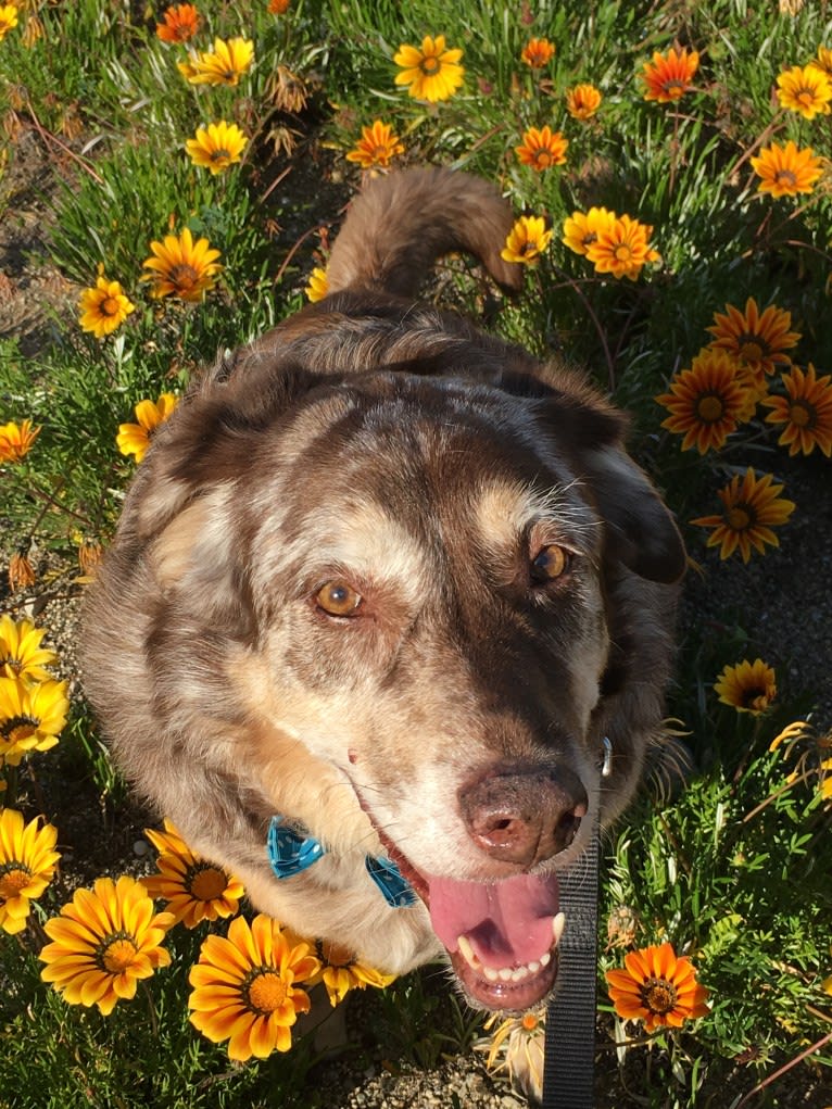 Benny, a Labrador Retriever and Chow Chow mix tested with EmbarkVet.com