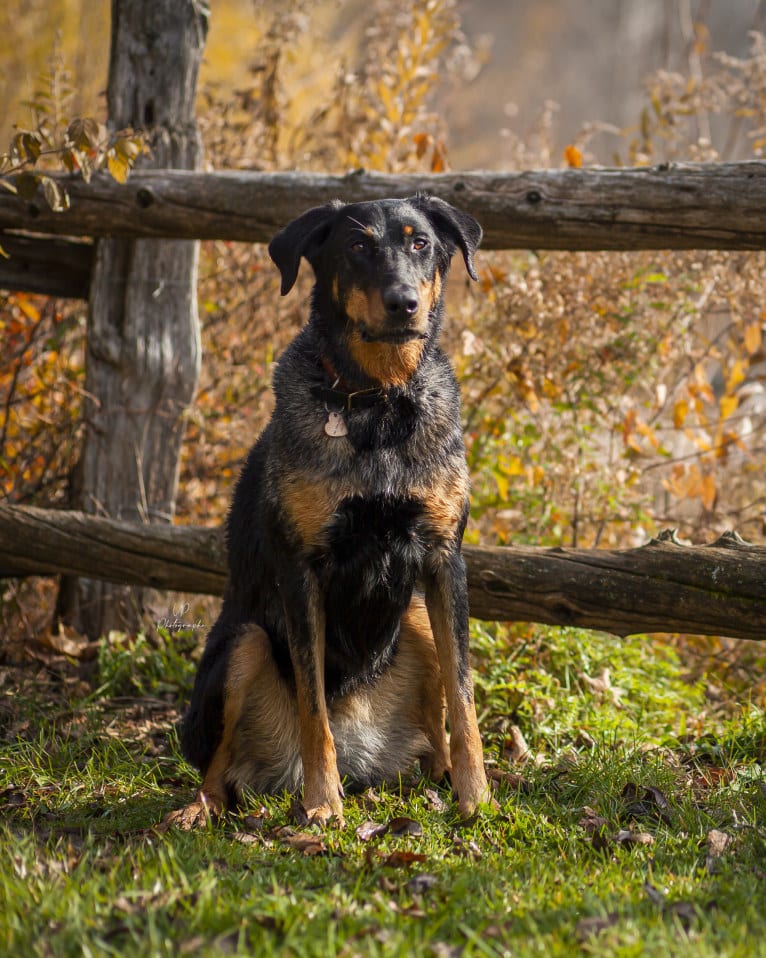 Charly, a Beauceron tested with EmbarkVet.com