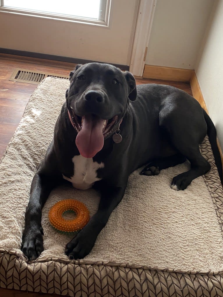 Jagger, an American Bully and American Bulldog mix tested with EmbarkVet.com