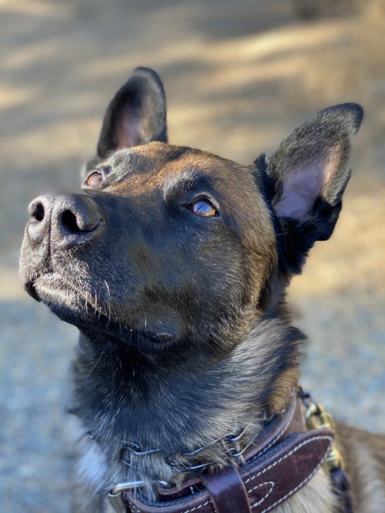 Bassie, a Dutch Shepherd tested with EmbarkVet.com