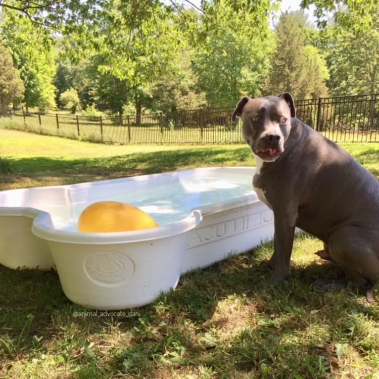 Wallace, a Staffordshire Terrier tested with EmbarkVet.com