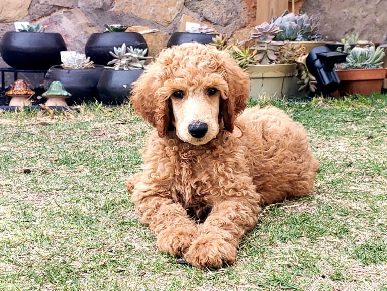 Sir Luka Barron of Glenn-Evers Performance Poodles, a Poodle (Standard) tested with EmbarkVet.com