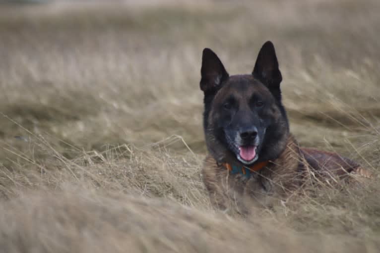 MATTES, a Belgian Shepherd tested with EmbarkVet.com