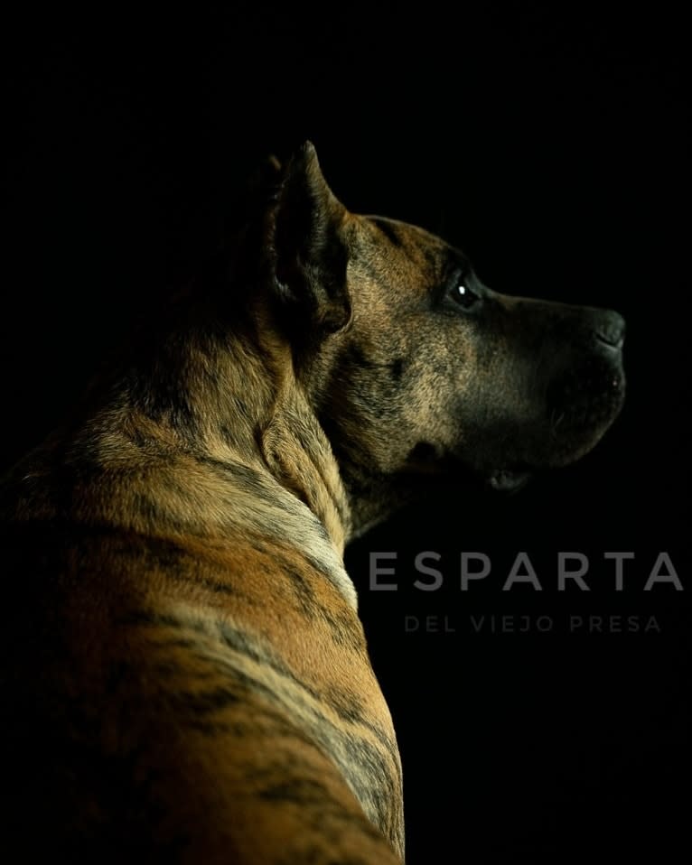 Esparta, a Perro de Presa Canario tested with EmbarkVet.com