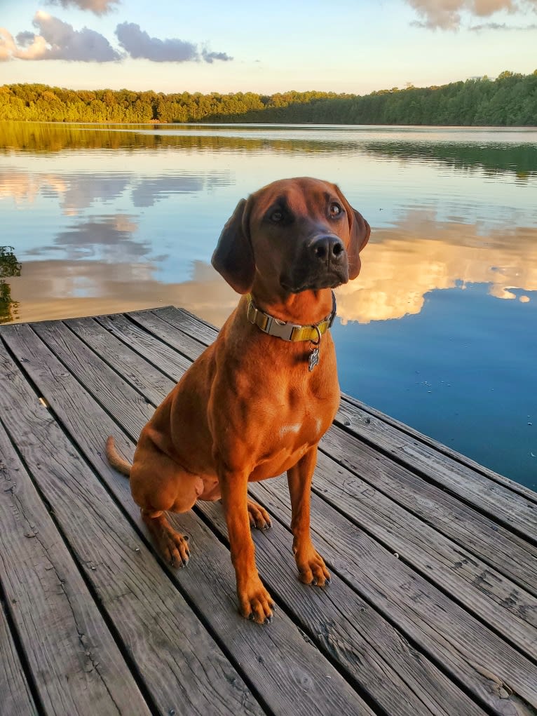 Willow, a Rhodesian Ridgeback tested with EmbarkVet.com