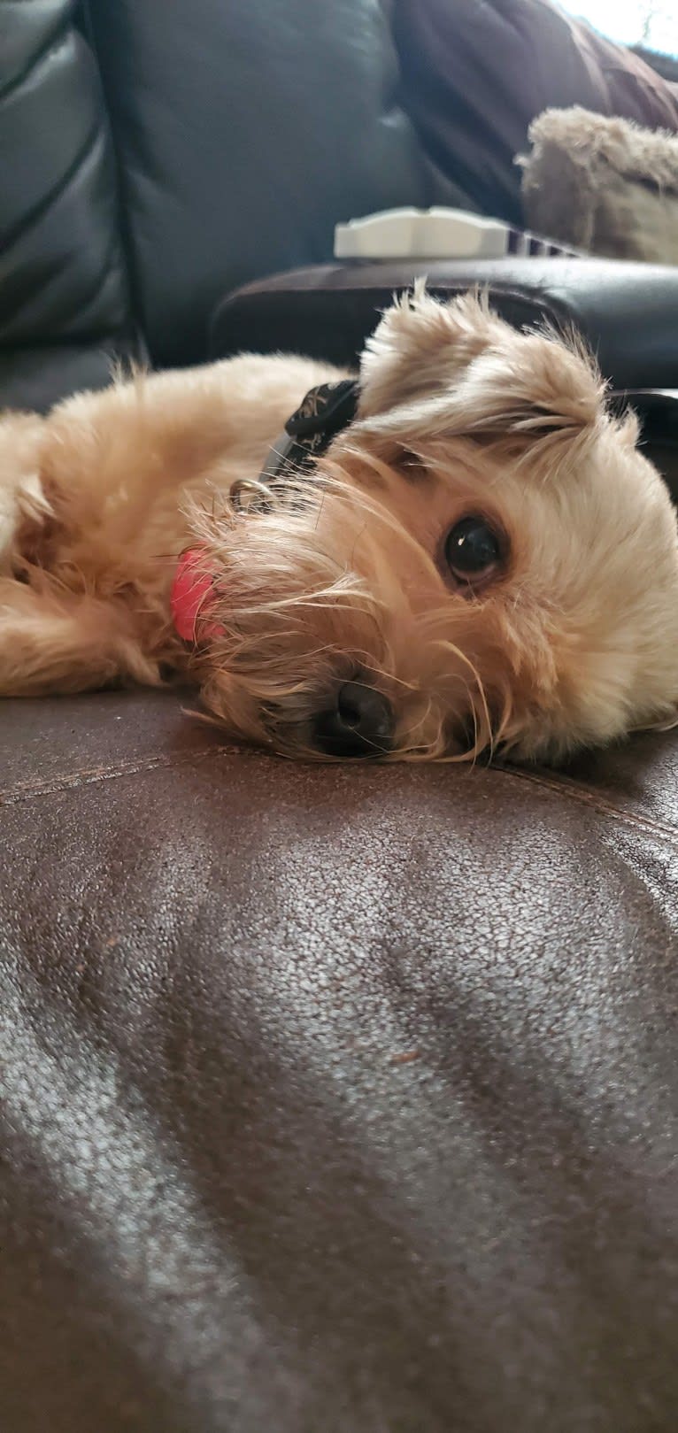 Roscoe, a Rat Terrier and Lhasa Apso mix tested with EmbarkVet.com