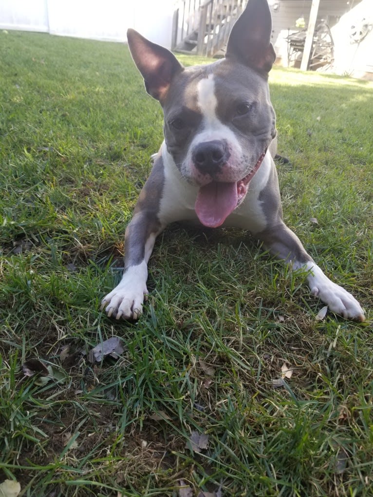Lizzy, an American Bully tested with EmbarkVet.com