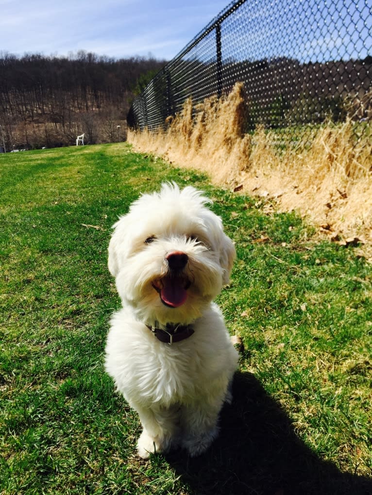 Gilly, a Havanese tested with EmbarkVet.com