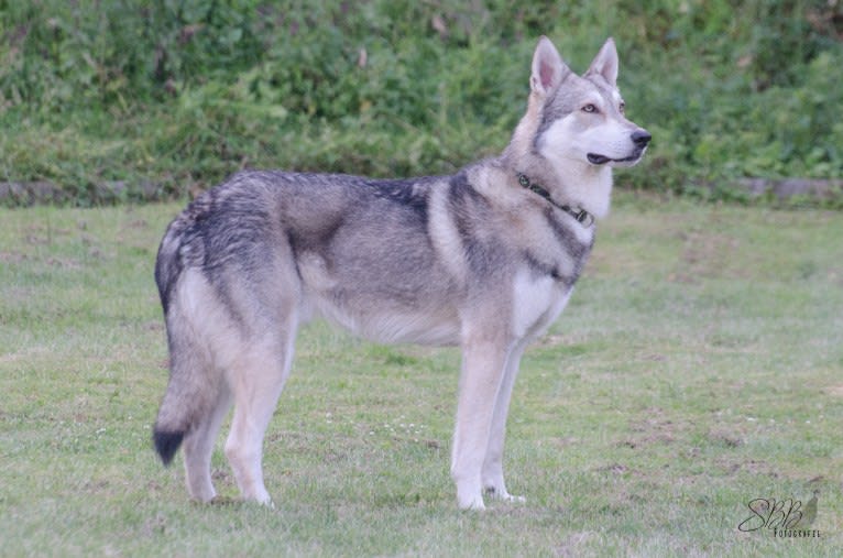 Dallas, a Saarloos Wolfdog tested with EmbarkVet.com
