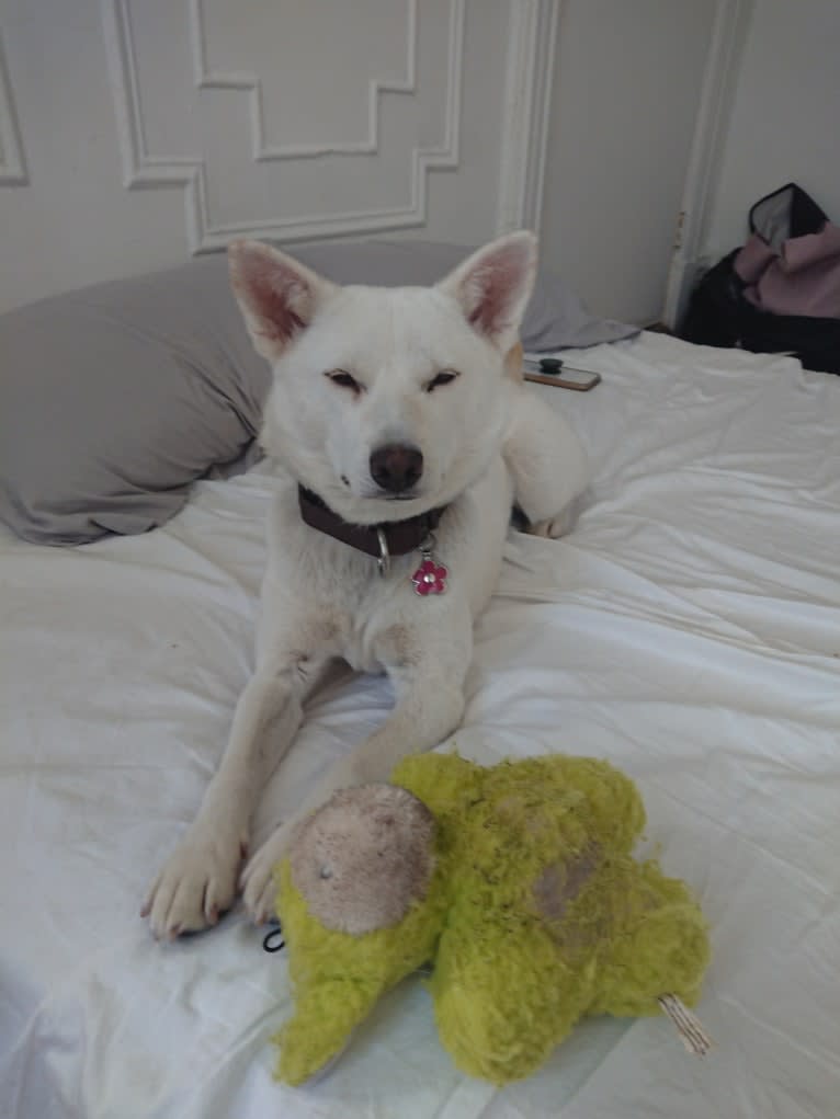 Bomi, a Jindo tested with EmbarkVet.com