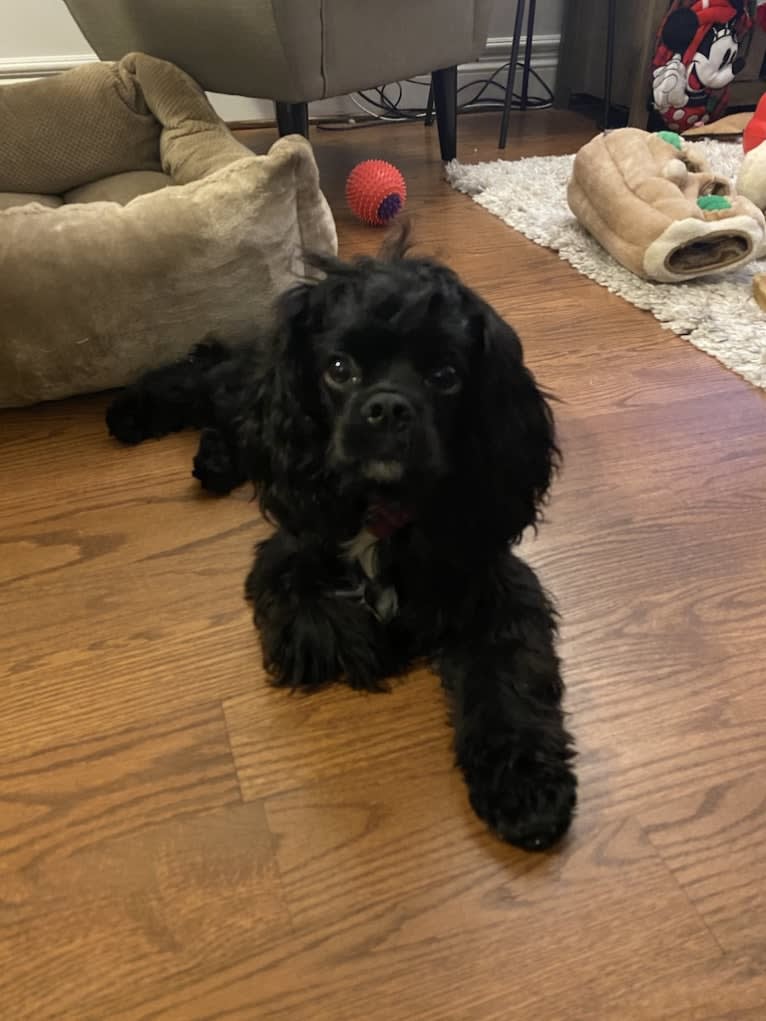 Pepper, a Cavalier King Charles Spaniel and Cocker Spaniel mix tested with EmbarkVet.com