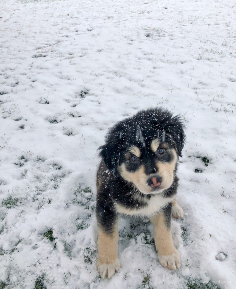 Hodor, a Tibetan Mastiff and German Shepherd Dog mix tested with EmbarkVet.com