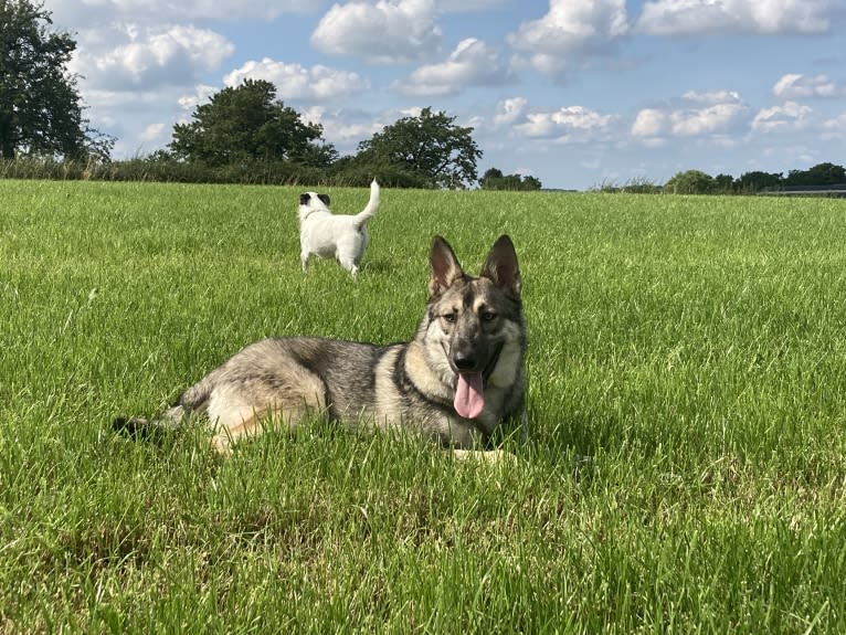 Obi, a Saarloos Wolfdog and Norwegian Elkhound mix tested with EmbarkVet.com